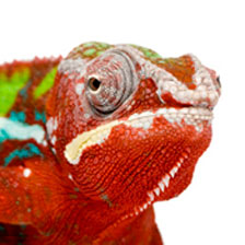 Are You a Relationship Chameleon?